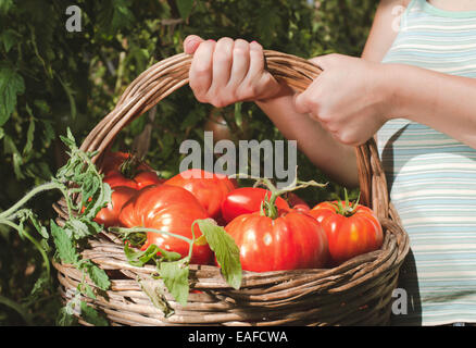 Raccolta di pomodori nel cestello. Giardino privato Foto Stock