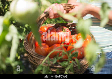 Raccolta di pomodori nel cestello. Giardino privato Foto Stock