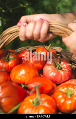 Raccolta di pomodori nel cestello. Giardino privato Foto Stock