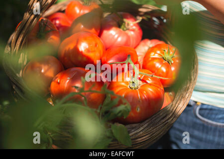 Raccolta di pomodori nel cestello. Giardino privato Foto Stock