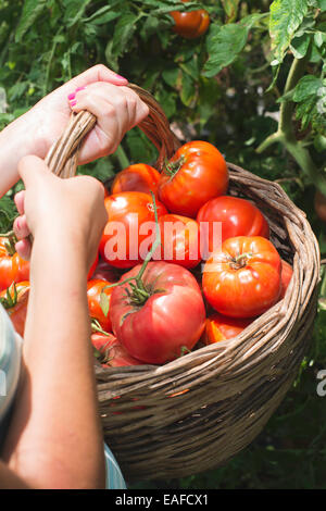 Raccolta di pomodori nel cestello. Giardino privato Foto Stock