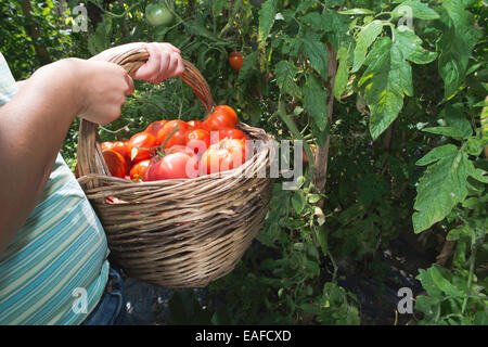 Raccolta di pomodori nel cestello. Giardino privato Foto Stock