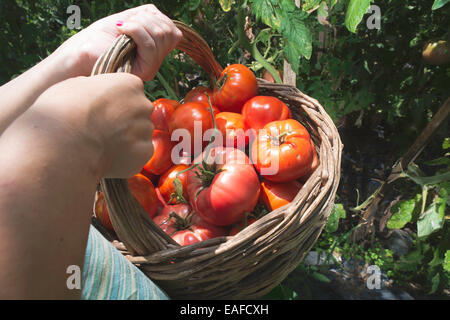 Raccolta di pomodori nel cestello. Giardino privato Foto Stock