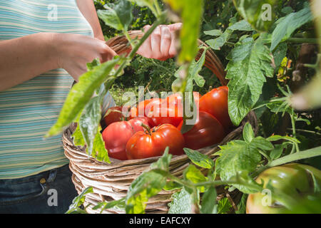 Raccolta di pomodori nel cestello. Giardino privato Foto Stock