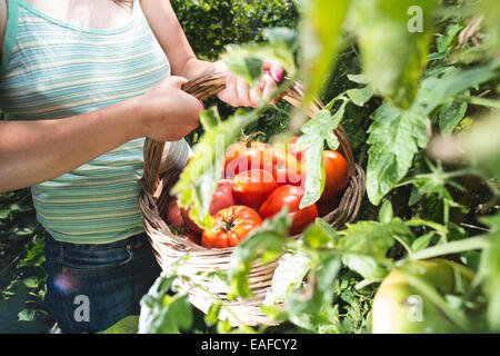 Raccolta di pomodori nel cestello. Giardino privato Foto Stock