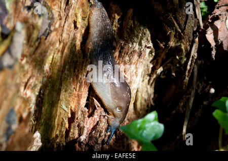 Grande slug su legno marcescente su un inverni caldi giorno Foto Stock