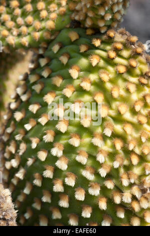 Colpo di orecchie di coniglietto Cactus, un messicano endemica ma una specie di peste in Australia Foto Stock