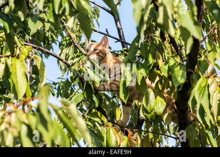 Gatto arancione su albero tra foglie Foto Stock