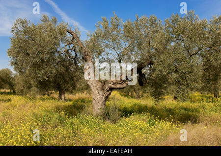 Oliveto, Umbrete, Siviglia e provincia, regione dell'Andalusia, Spagna, Europa Foto Stock