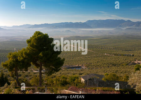 Oliveto e Sierra Magina parco naturale, a Ubeda, Jaen provincia, regione dell'Andalusia, Spagna, Europa Foto Stock