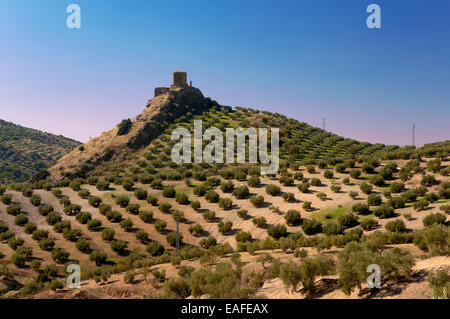 Castello dei Viboras e olivi, Martos, Jaen-provincia, regione dell'Andalusia, Spagna, Europa Foto Stock