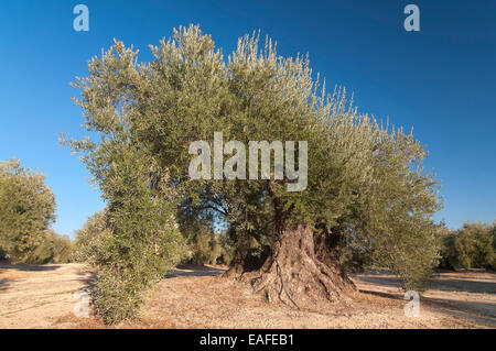 300 anno vecchio Olivo, Martos, Jaen provincia, regione dell'Andalusia, Spagna, Europa Foto Stock