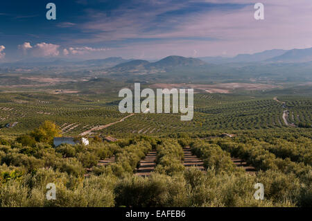 Oliveto e Sierra Magina parco naturale, a Ubeda, Jaen provincia, regione dell'Andalusia, Spagna, Europa Foto Stock