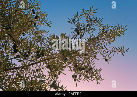 Olive Branch, Martos, Jaen provincia, regione dell'Andalusia, Spagna, Europa Foto Stock