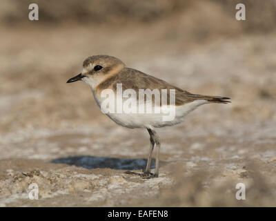 Fratino, Charadrius alexandrinus, Germania, Europa Foto Stock