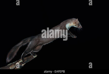 Faina jumping, Martes foina, Germania, Europa Foto Stock