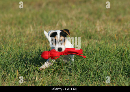 Riproduzione di Parson Russell Terrier Il cucciolo di prato Foto Stock