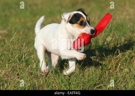 Riproduzione di Parson Russell Terrier Il cucciolo di prato Foto Stock