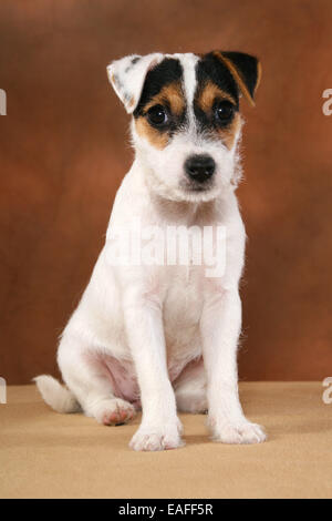 Parson Russell Terrier cucciolo Foto Stock