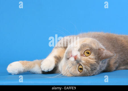 British Shorthair Foto Stock