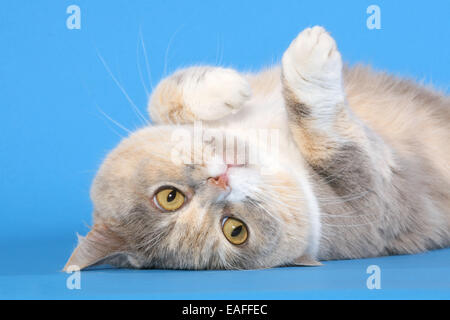 British Shorthair Foto Stock