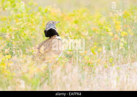 Gallina prataiola (Tetrax tetrax) adulto, durante il corteggiamento in prato tra fiori, Catalogna, Spagna. Foto Stock