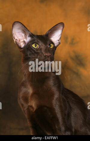 Oriental Shorthair ritratto Foto Stock