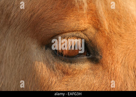 Cavallo islandese eye Foto Stock