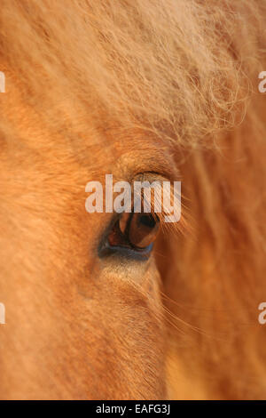 Cavallo islandese eye Foto Stock