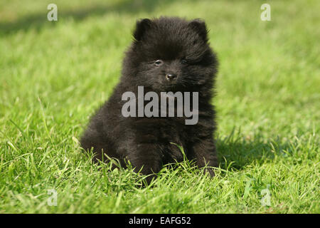 Cucciolo Kleinspitz seduta sul prato Foto Stock