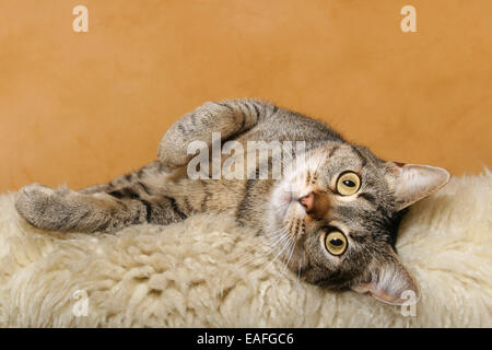 Adulto il gatto domestico giacente sulla pelle di montone Foto Stock