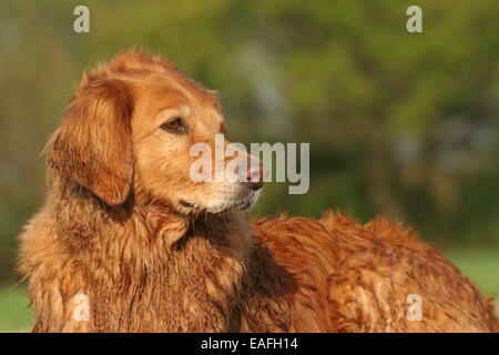 Il Golden Retriever ritratto Foto Stock