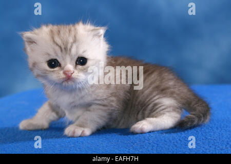 Exotic Shorthair Kitten Foto Stock