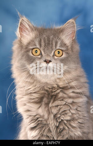 Giovani persiano di tomcat Foto Stock