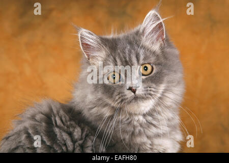 Giovani persiano di tomcat Foto Stock