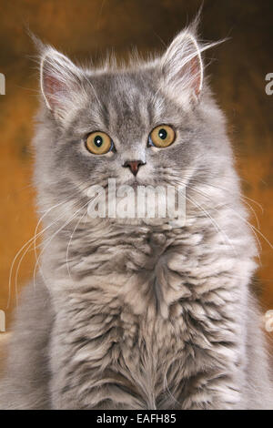 Giovani persiano di tomcat Foto Stock