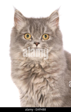 Giovani persiano di tomcat Foto Stock