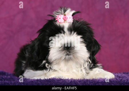 Shih Tzu cucciolo giacente in studio Foto Stock