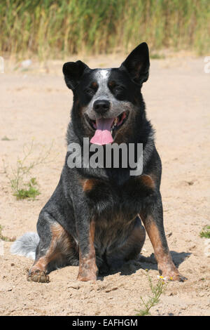 Miniature pinscher seduto sulla spiaggia Foto Stock