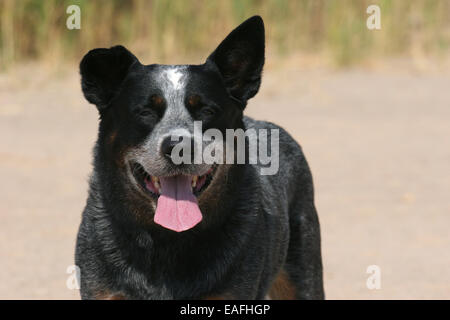 Miniature pinscher ritratto Foto Stock