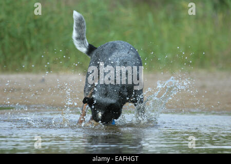 Miniature pinscher in esecuzione attraverso l acqua Foto Stock