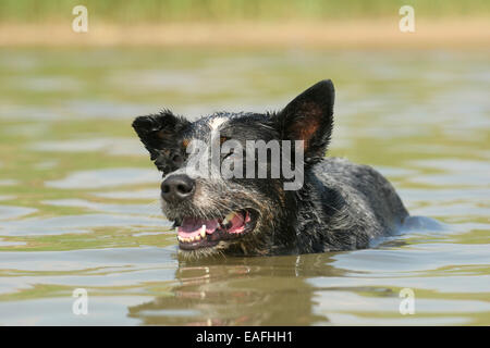 Miniature pinscher nuoto attraverso l acqua Foto Stock