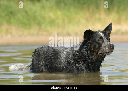 Miniature pinscher nuoto attraverso l acqua Foto Stock