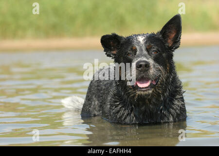 Miniature pinscher nuoto attraverso l acqua Foto Stock