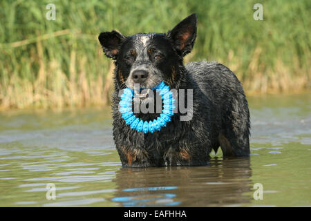 Miniature pinscher giocare in acqua Foto Stock