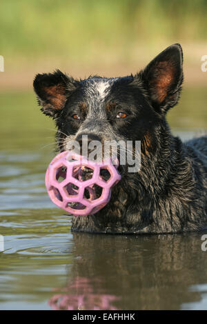 Riproduzione di Miniature pinscher con sfera in acqua Foto Stock