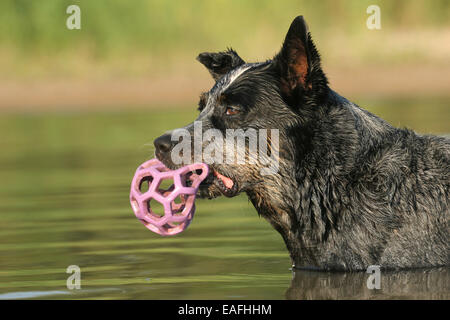 Riproduzione di Miniature pinscher con sfera in acqua Foto Stock