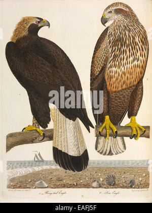 Immaturo Aquila chrysaetos, Golden Eagle e Haliaeetus leucocephalus, aquila calva Foto Stock