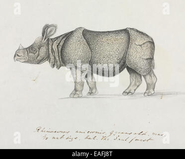 Rhinoceros unicornis, il rinoceronte indiano Foto Stock