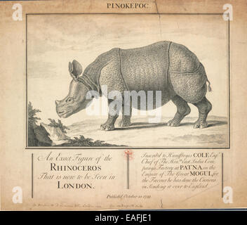 Rhinoceros unicornis, il rinoceronte indiano Foto Stock